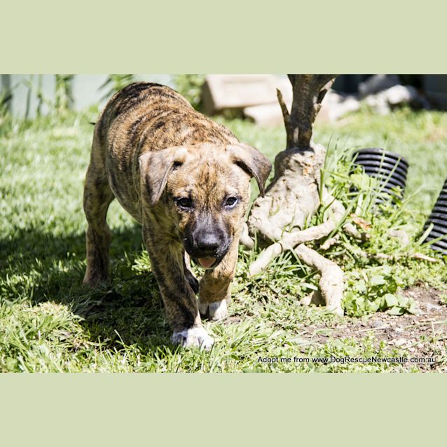 Photo of Koby ~ Lab X Bc X Mastiff Puppy (Trial 17/10/16)