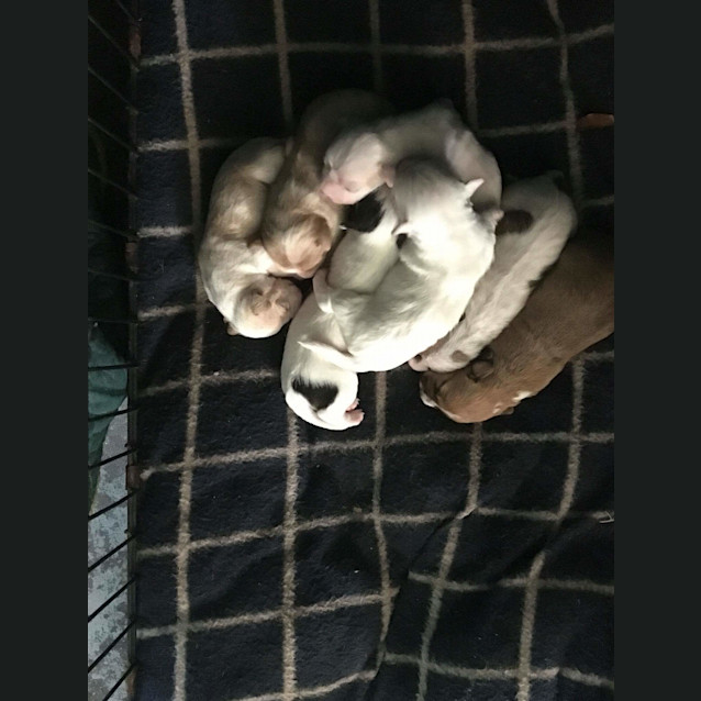 Photo of Territory Terriers