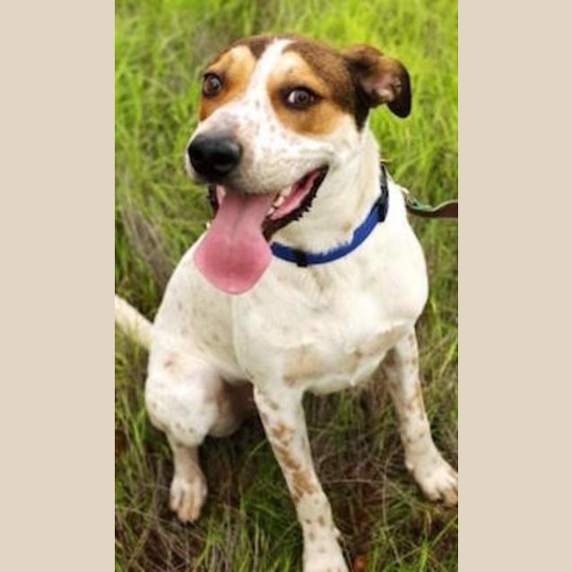 Photo of Rockie (D3254)