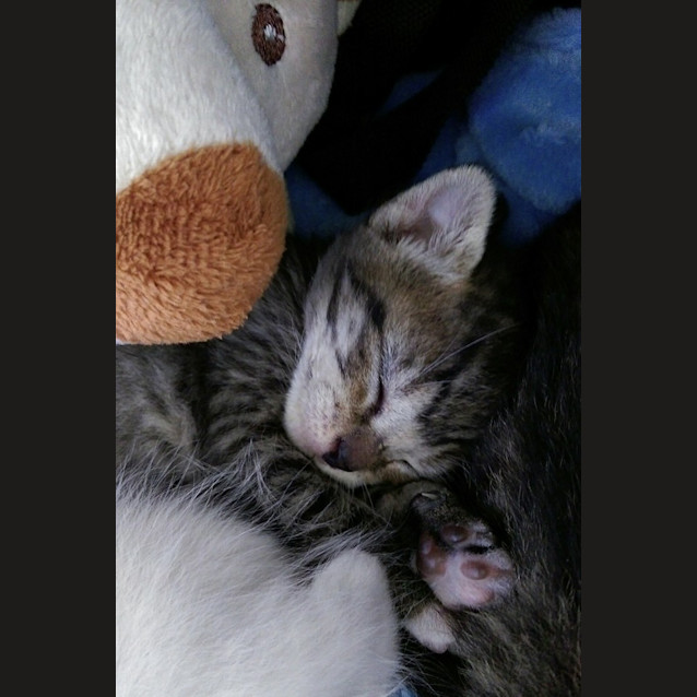 Photo of Gulliver