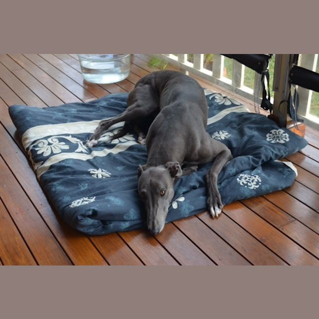 Photo of "Rascal", Loves Being Loved. 