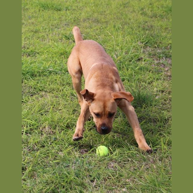 Photo of Theodore (At Rspca Big Adopt Day Sept 17 Brisbane)