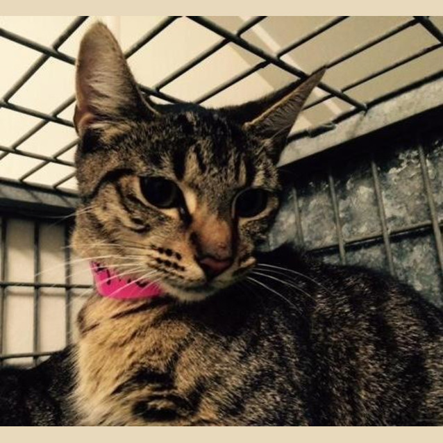 Photo of Nellie (2460)