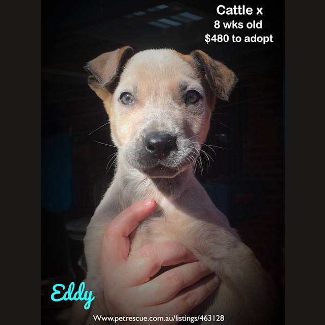 Photo of Eddy