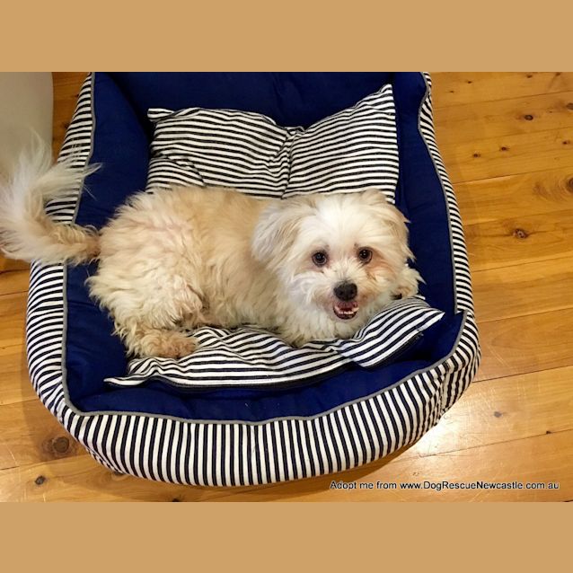 Photo of Sam ~ Shih Tzu X, Senior (Trial 29/5/16)