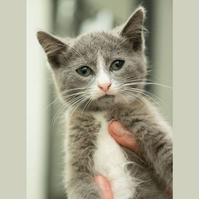 Photo of Monk (0313)