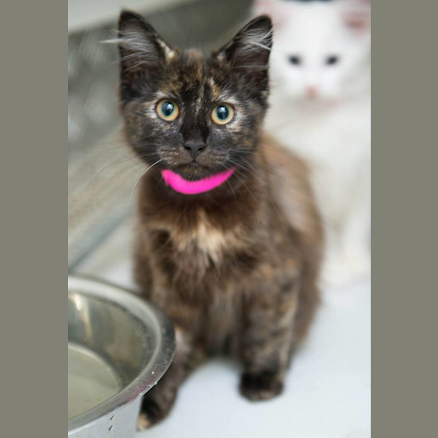 Photo of Madonna (0315)