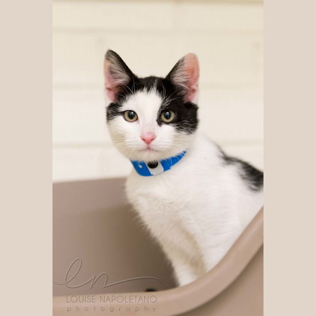 Photo of Magpie (2974)