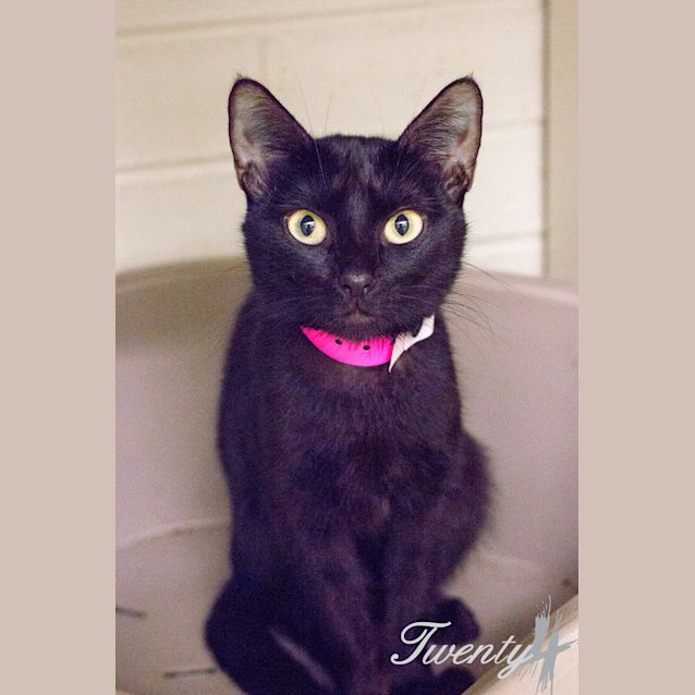 Photo of Electra (2993)