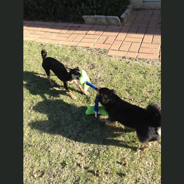 Photo of Toby Dl916 & Max Dl917