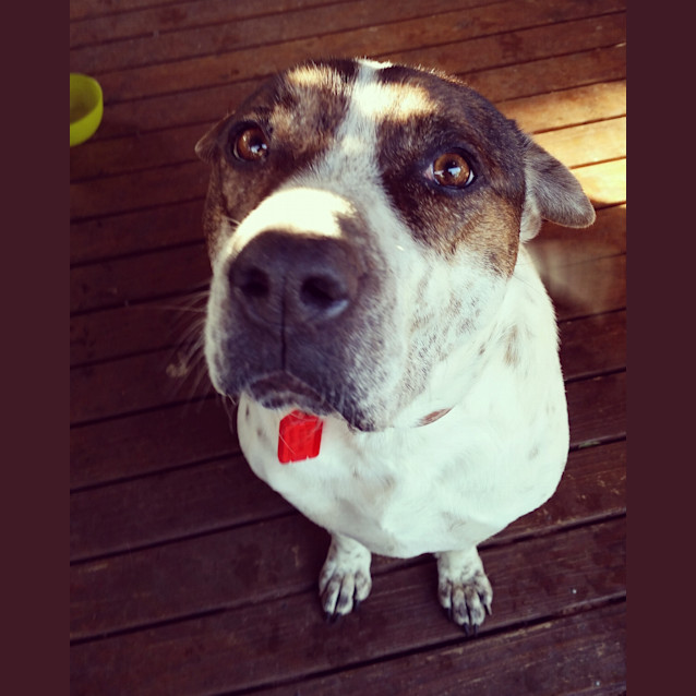 Photo of Peppa **Adopted**
