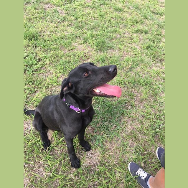 Photo of Echo (Adoption Pending)