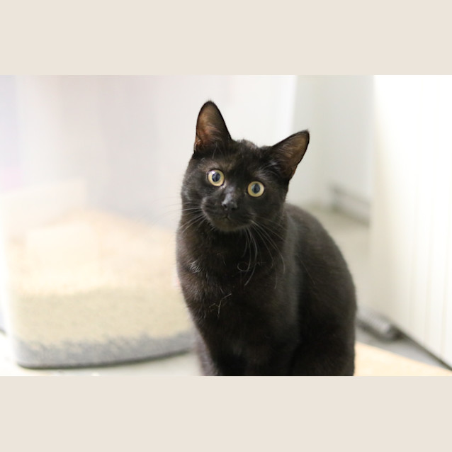 Photo of Binx