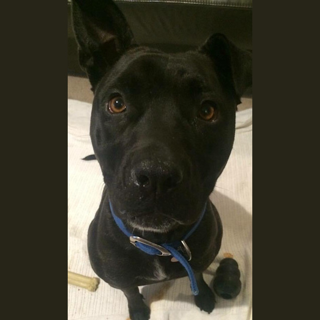 Photo of Cheyenne *Urgent Foster Needed*