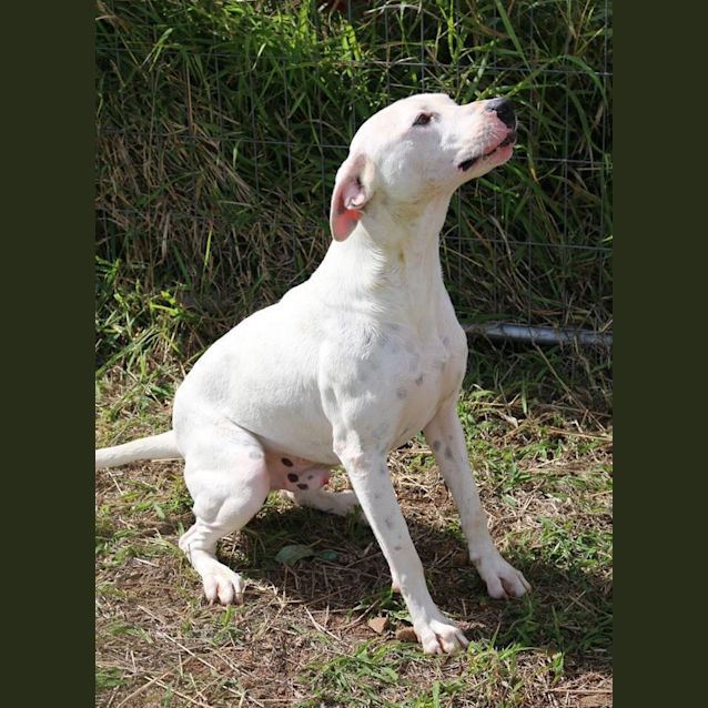 Photo of Alby (Adoption Pending)