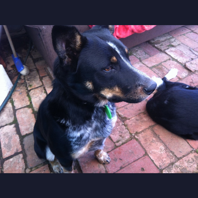 Photo of Dexter *On Trial In His New Home*