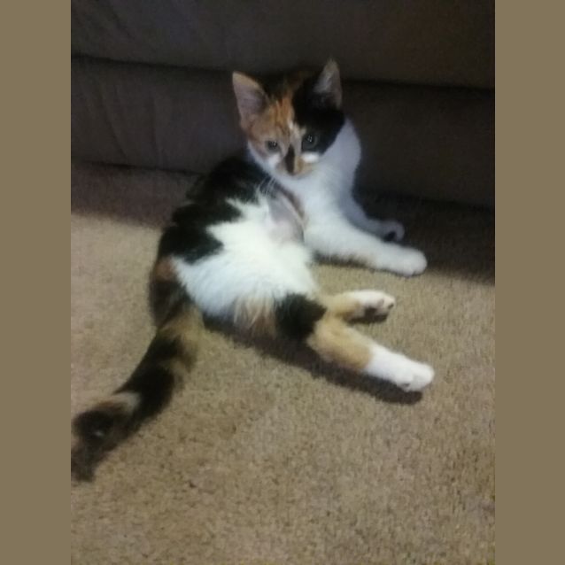 Photo of Little Poppet