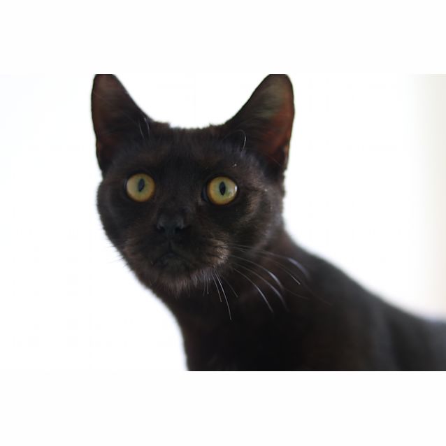 Photo of Cinder