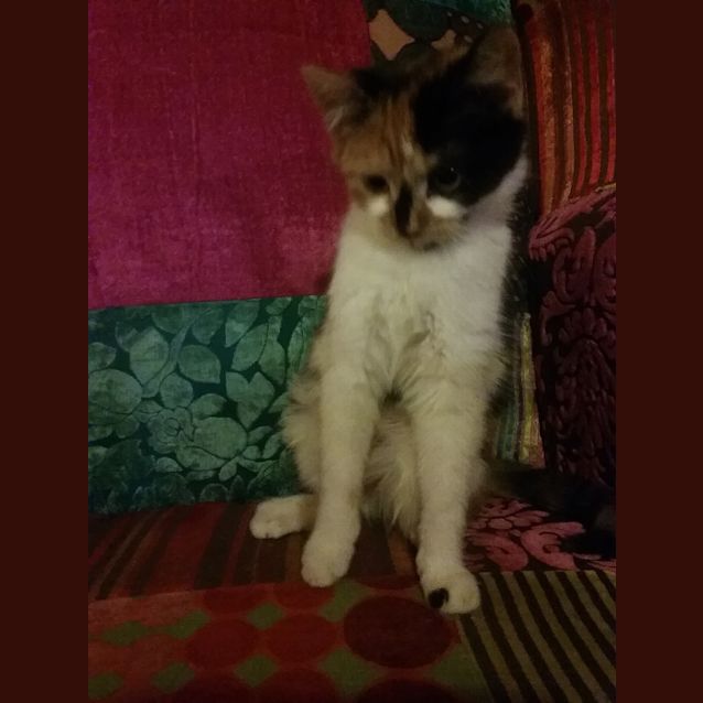 Photo of Little Poppet