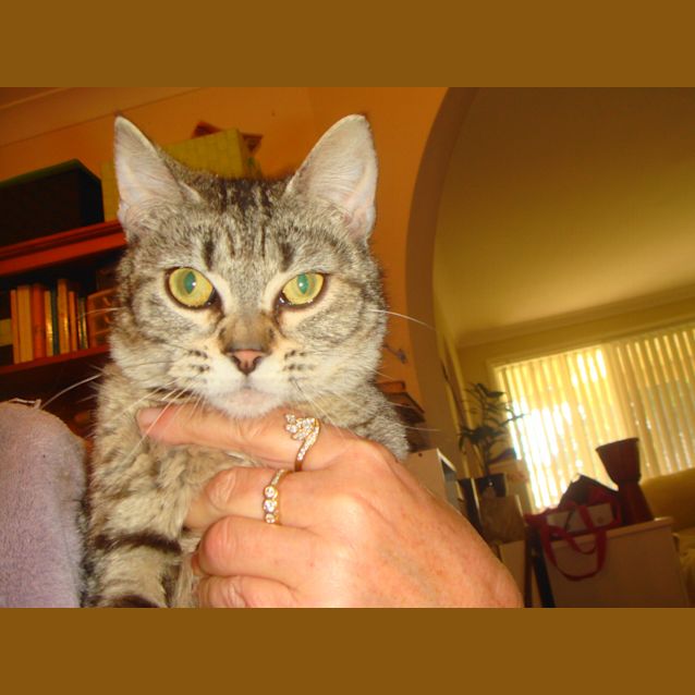 Photo of Princess (3 Legged Cat) Read Her Story Below