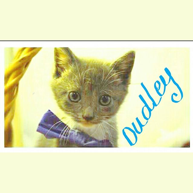 Photo of Dudley