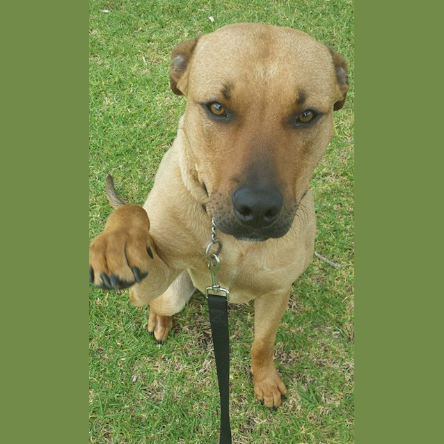 Photo of Odie Dl230