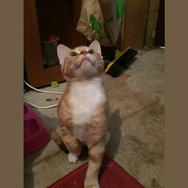 Photo of Pumpkin  Special Needs Kitten