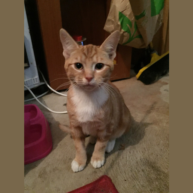 Photo of Pumpkin  Special Needs Kitten