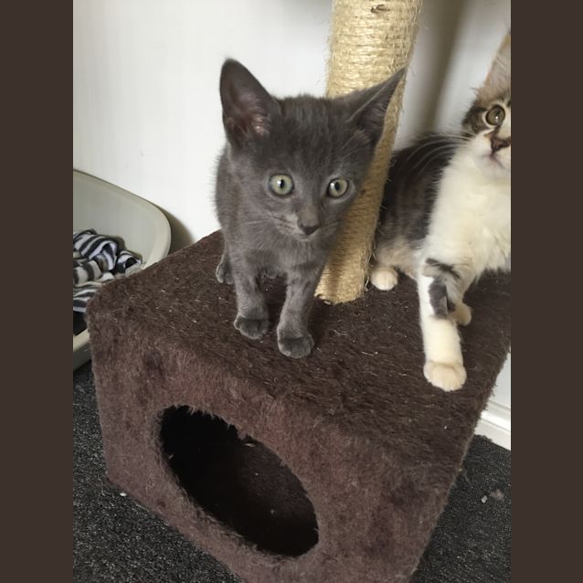 Photo of Dobby (No More Enquiries Please)