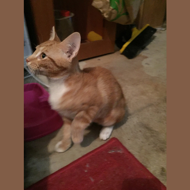 Photo of Pumpkin  Special Needs Kitten