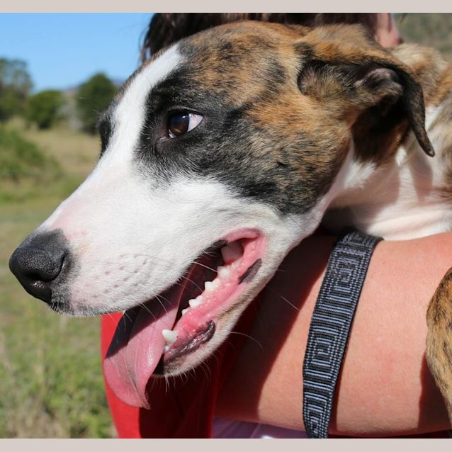 Photo of Tazzie (Adoption Pending)