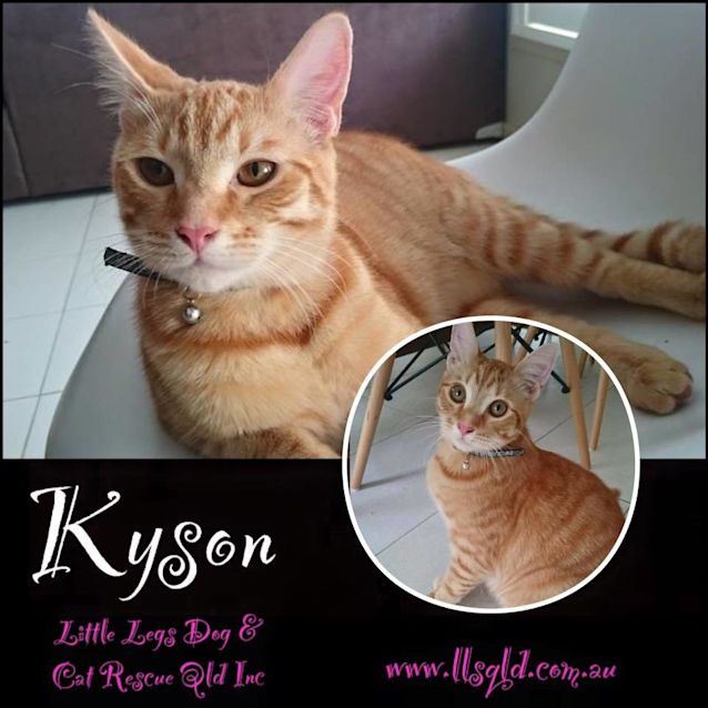 Photo of Kyson 