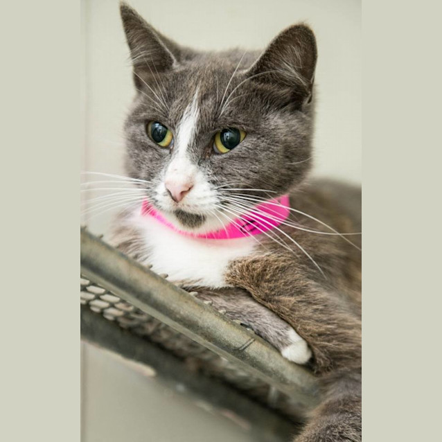 Photo of Symphony (#0312)