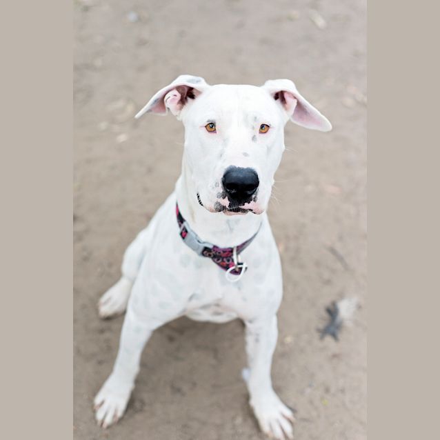 Photo of Dotti