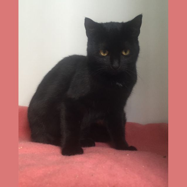 Photo of Dolly 30403