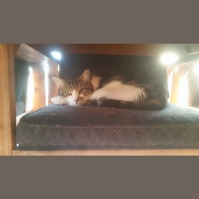 Photo of Orson