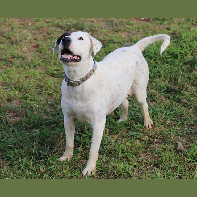 Photo of Snoopy (Adoption Pending)