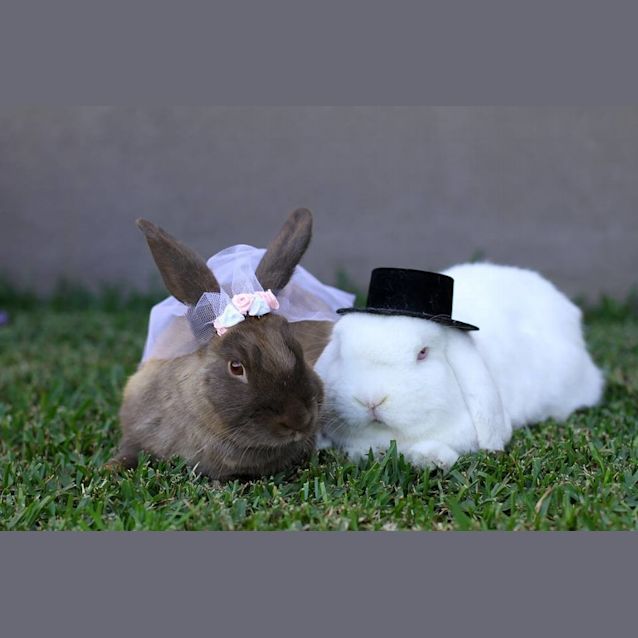 Photo of Indy And Louie 