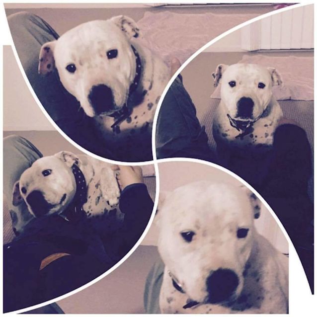 Photo of Franky (1602)