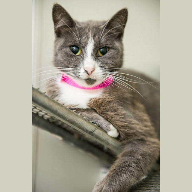 Photo of Symphony (#0312)