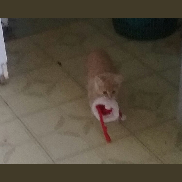 Photo of Reggie