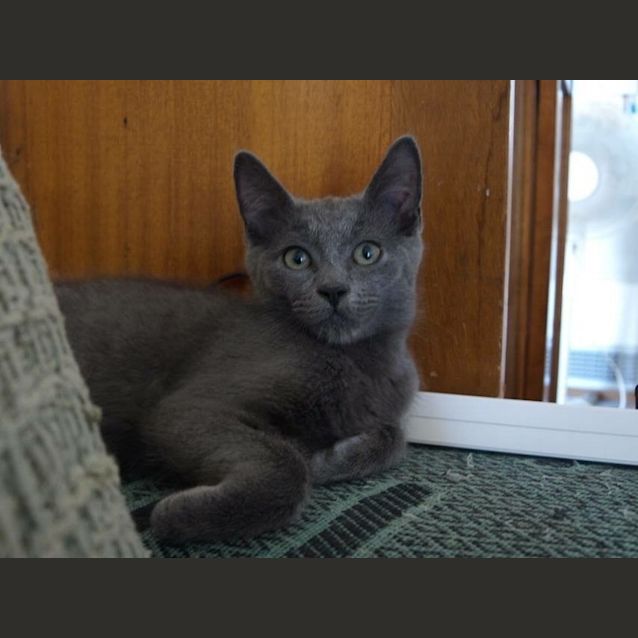 Photo of Gucci Kitten