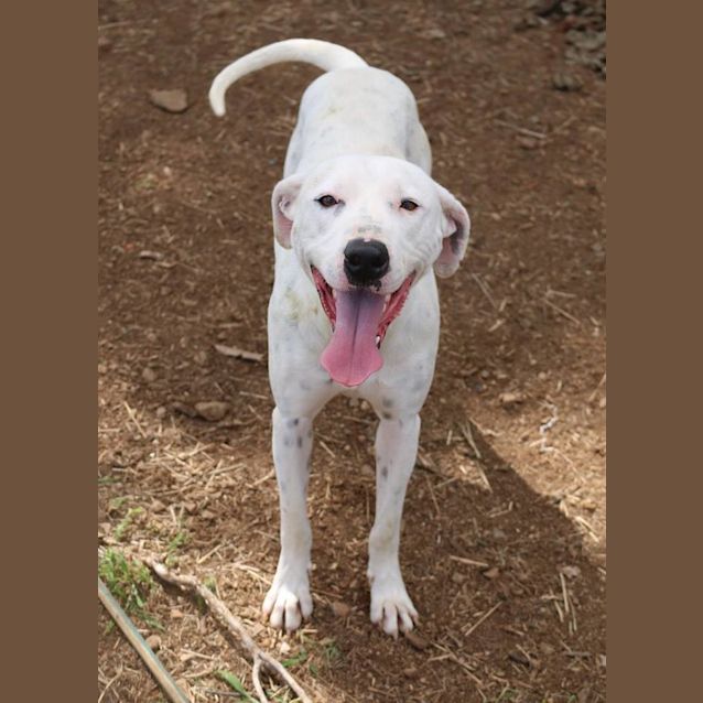 Photo of Alby (Adoption Pending)