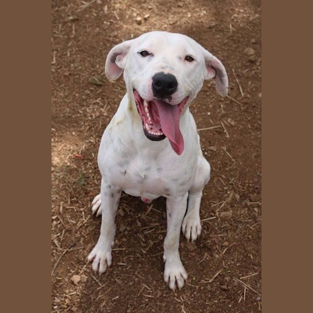 Photo of Alby (Adoption Pending)