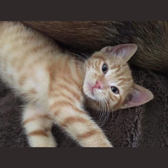 Photo of Weasley 