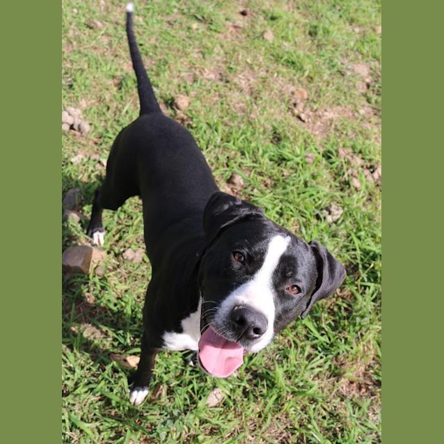 Photo of Bongo (Adoption Pending)