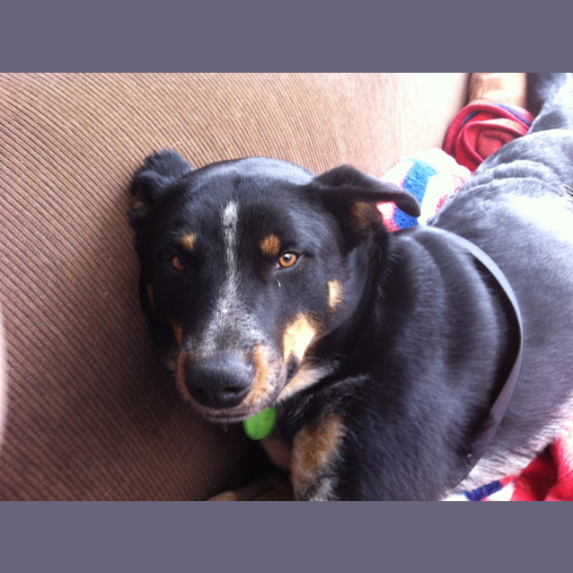 Photo of Dexter *On Trial In His New Home*