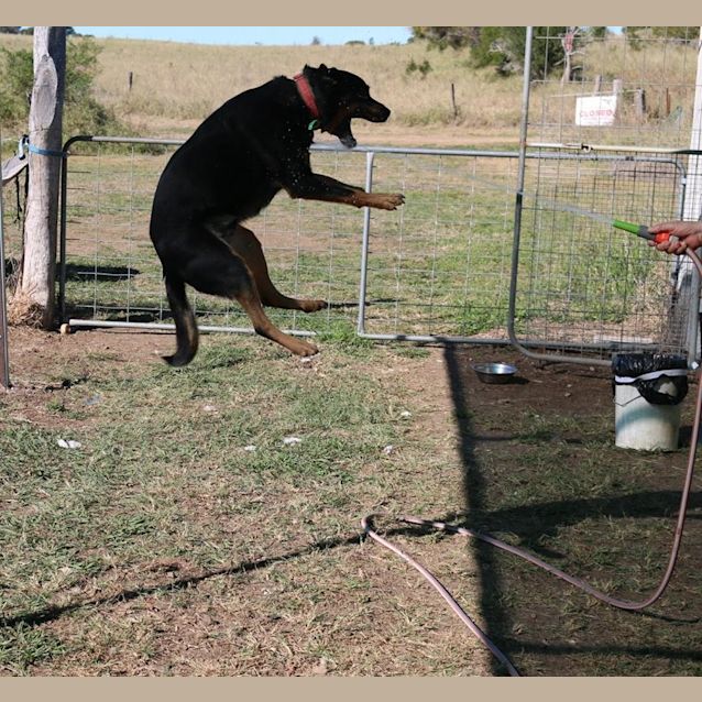 Photo of Ozzie (Adoption Pending)