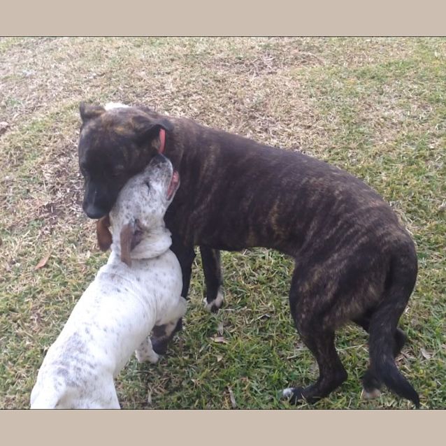 Photo of Maggie  Mastiff X German Shepherd (On Trial 5/2/17