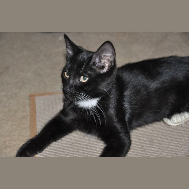 Photo of Jett   Only $80 To Adopt!